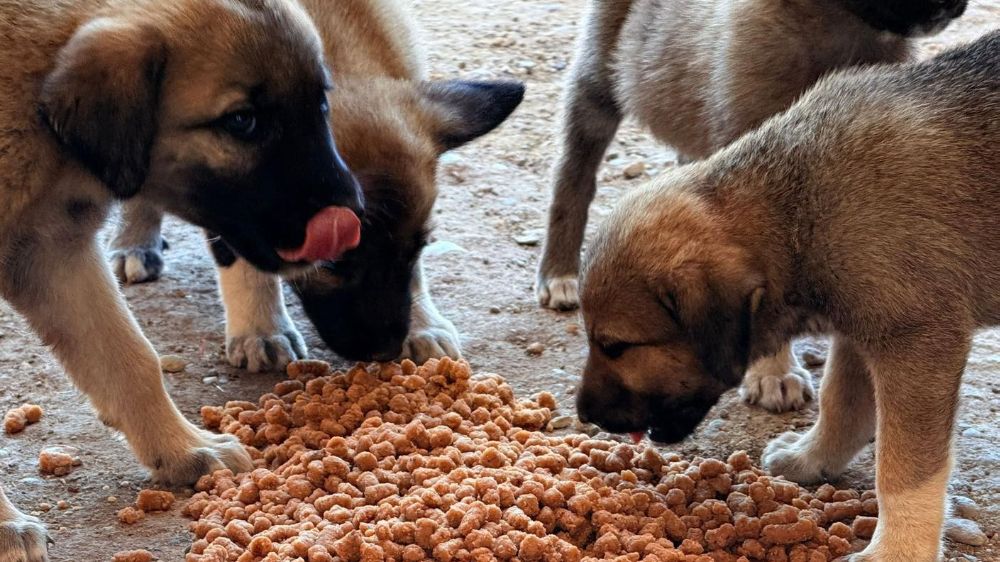 İnsanlara umut, can dostlara yuva