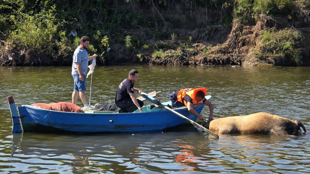 Irmağa düşen büyükbaş hayvan telef oldu