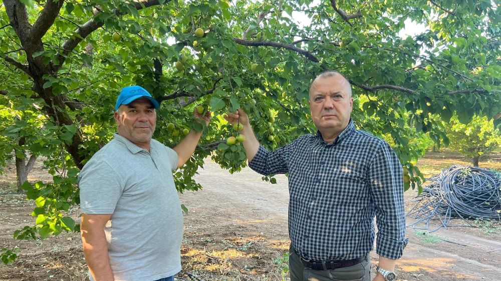 İspanya modeliyle 2 milyon liralık kayısısını kurtardı