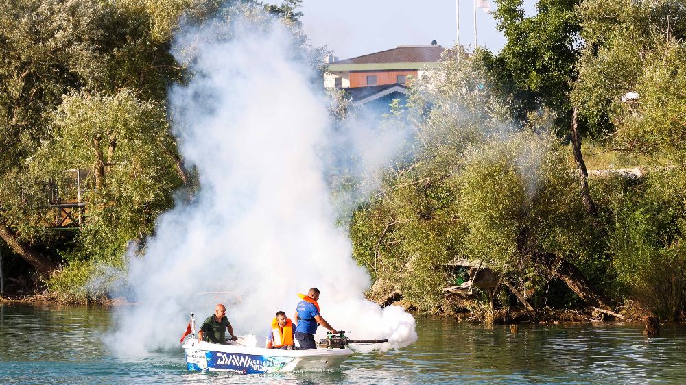 İstilacı tür olarak biliniyor, yumurtaları altı ay kuraklığa dayanabiliyor