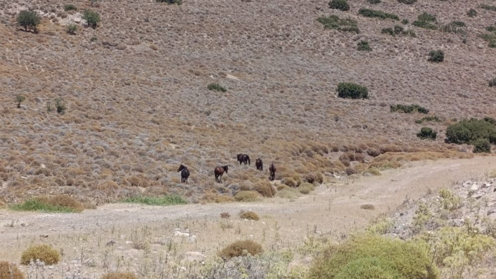 İzmir'de yaban hayvanları için tankerle su taşındı