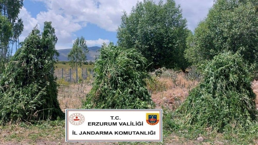 Jandarma’dan kenevir operasyonu