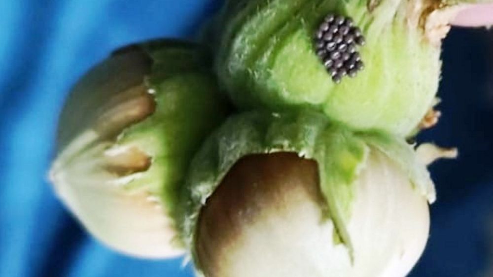 Kahverengi kokarcada ‘cezbet-öldür’ dönemi