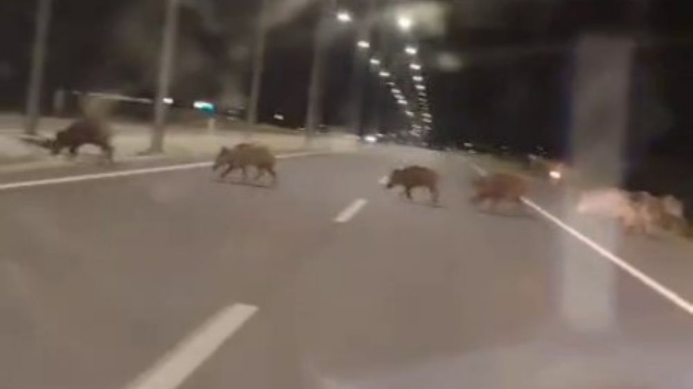  Kara yoluna çıkan yaban domuzları sürücülerin korkulu rüyası