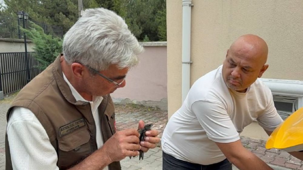 Karabük'te bitkin halde bulunan ebabil kuşu tedavi altına alındı