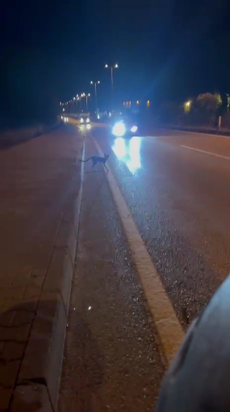 Karabük'te yola çıkan domuz sürüsü ve tilki kamerada