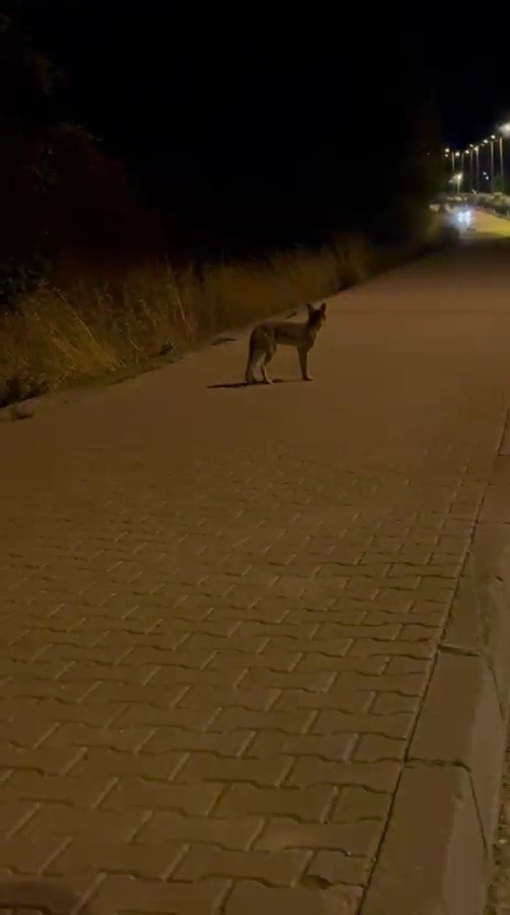 Karabük'te yola çıkan domuz sürüsü ve tilki kamerada