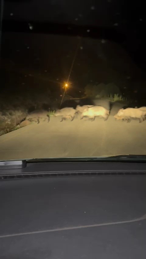 Karabük'te yola çıkan domuz sürüsü ve tilki kamerada