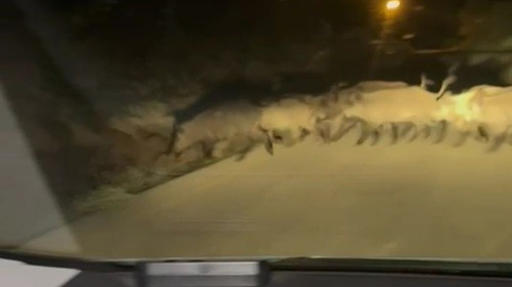  Karabük'te yola çıkan domuz sürüsü ve tilki kamerada
