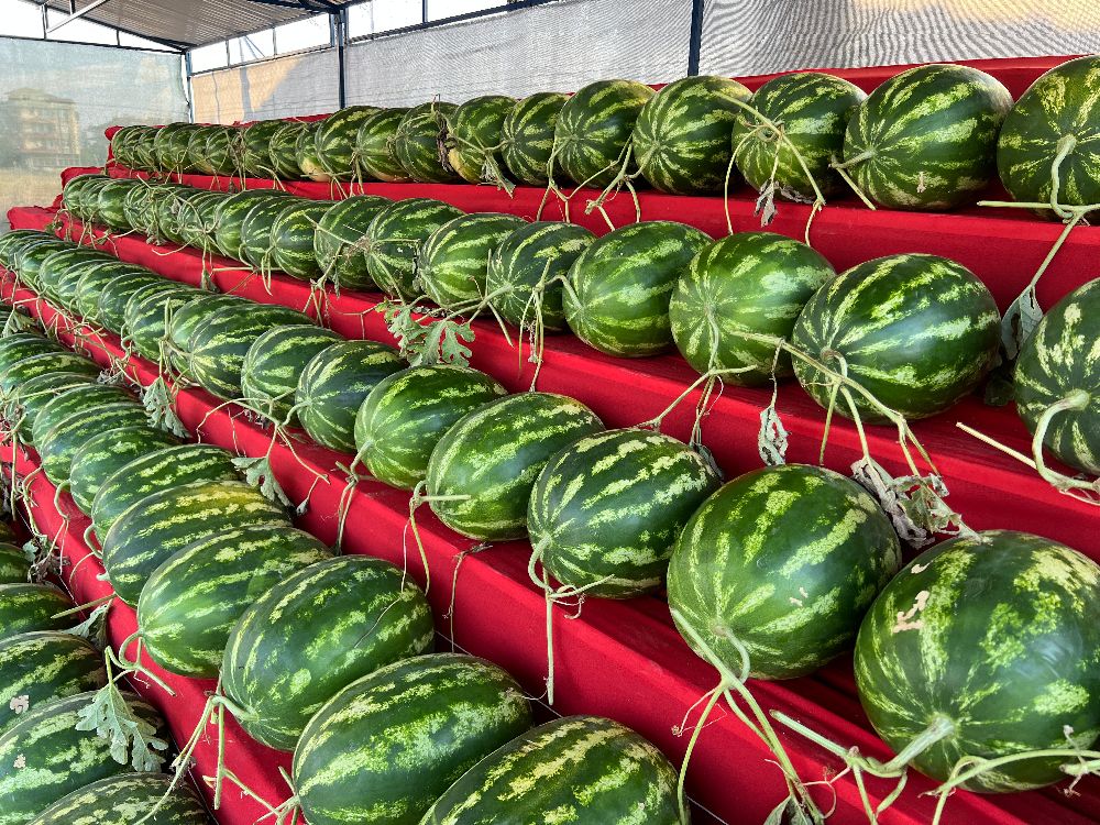 Karpuzcu Hüseyin Bucak’ta tezgah açtı! Uygun fiyatlarla sizi bekliyor