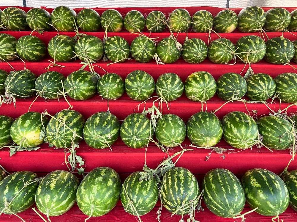 Karpuzcu Hüseyin Bucak’ta tezgah açtı! Uygun fiyatlarla sizi bekliyor