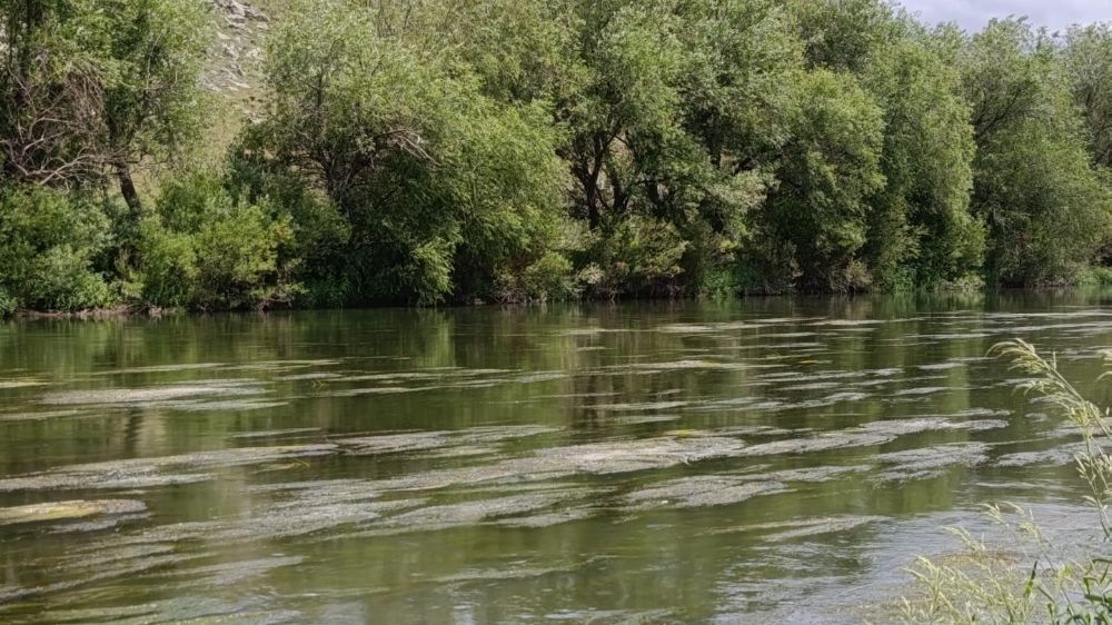 Kars Çayı’nı yosun bastı