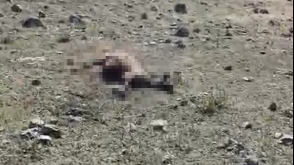 Kars'ta kurt saldırısında onlarca koyun telef oldu