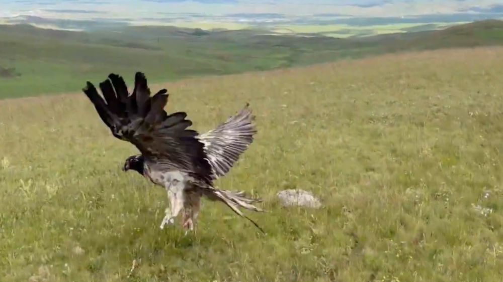  Kars'ta tedavileri tamamlanan yaban hayvanları doğayla buluştu