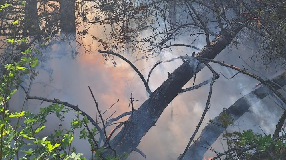 Kastamonu'da çıkan orman yangınında 2 dekar alan zarar gördü