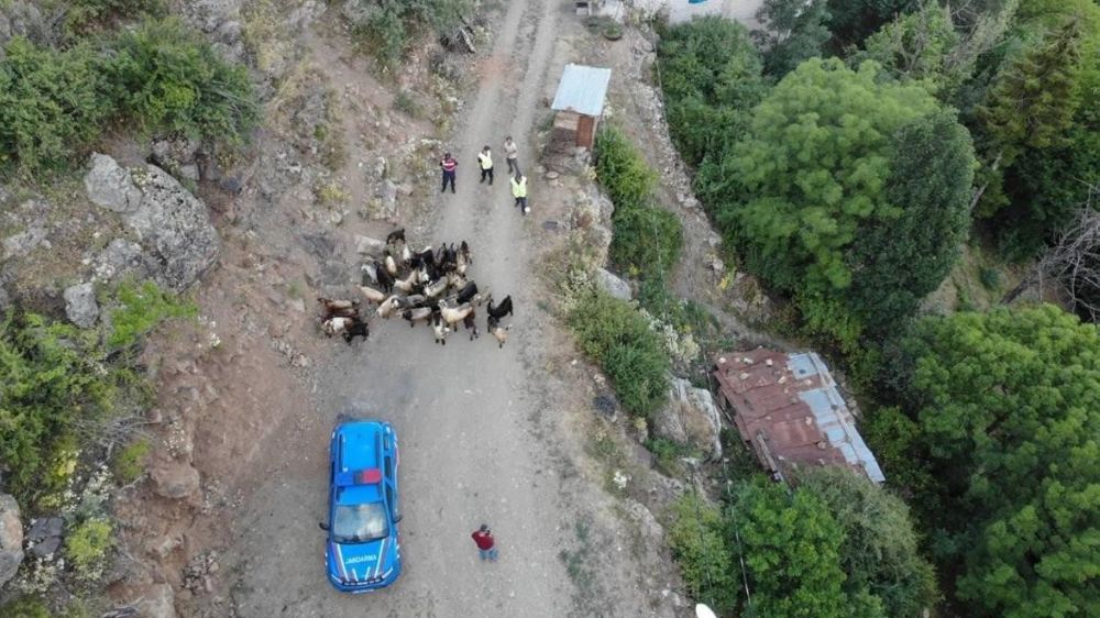 Kaybolan 30 küçükbaş hayvan dron ile bulundu
