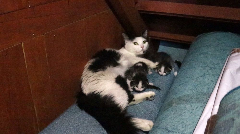 Kedi yavruları ile camiye sığındı