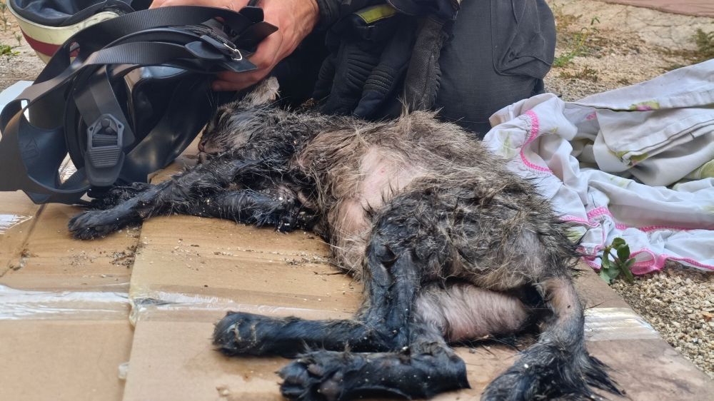 Kedisi içerdeyken evi evi yanan Ukraynalı kadın yaşadığı şoku anlattı