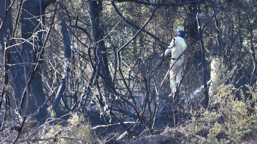 Kemalpaşa'da tırdan ormanlık arana sıçrayan yangın kontrol altında