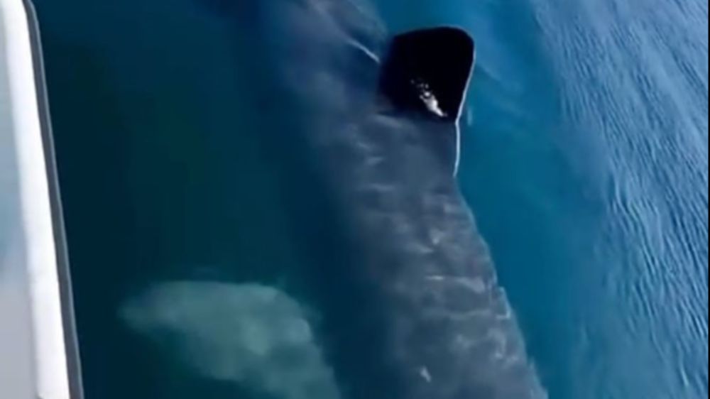 Kemer sahilinde asılsız dev köpekbalığı paylaşımına suç duyurusu