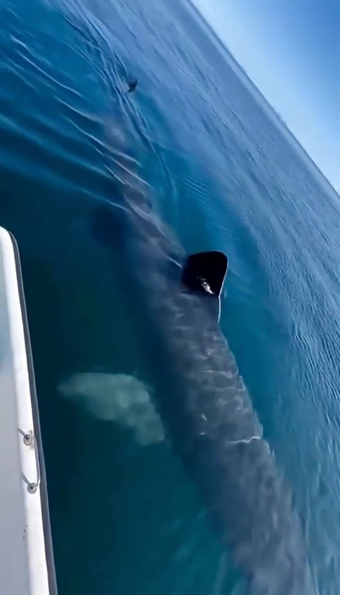 Kemer sahilinde asılsız dev köpekbalığı paylaşımına suç duyurusu