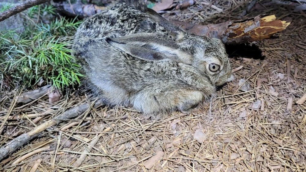 Kent ormanı yürüyüşünde sıra dışı karşılaşma