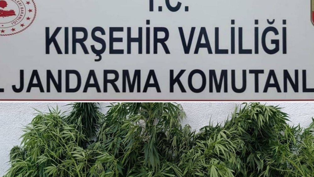 Kırşehir'de 48 kök kenevir ele geçirildi