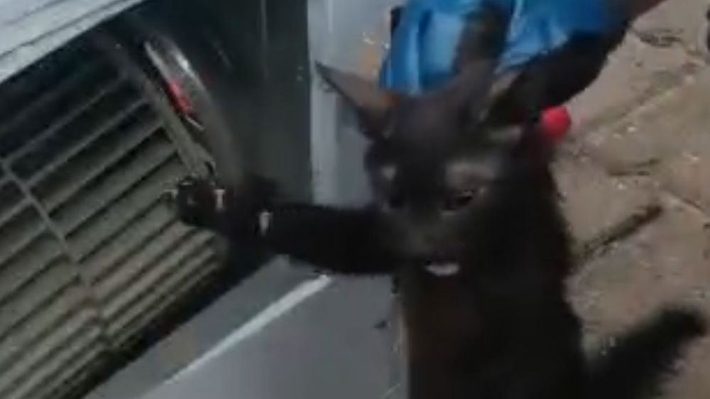 Klimanın motoruna sıkışan kedi için ekipler seferber oldu