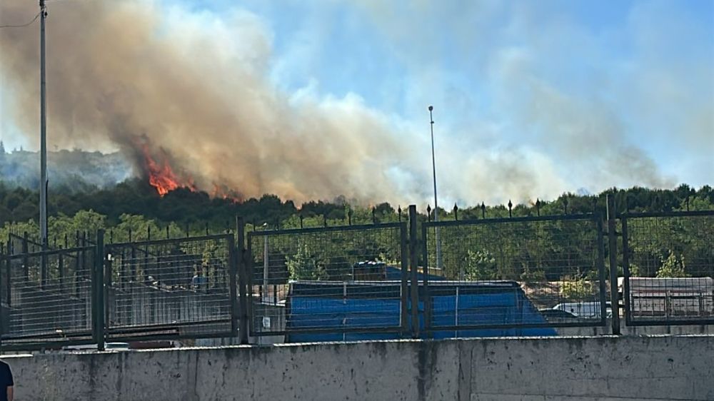 Kocaeli'de orman yangını çıktı