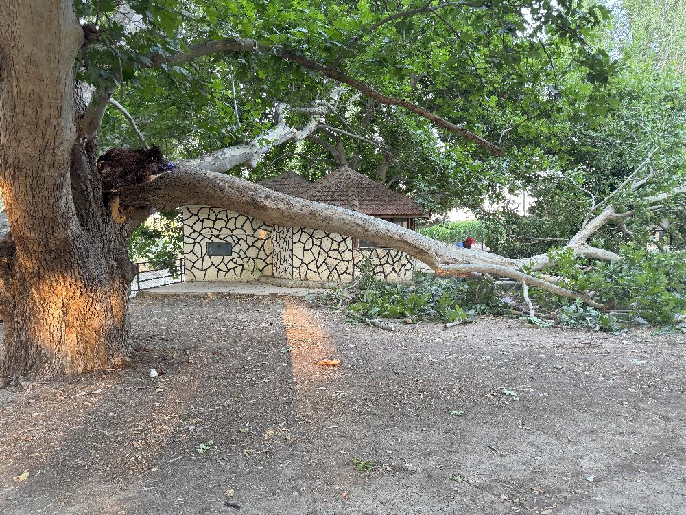 Konya Ereğli'de Piknik alanında ağacın dalı vatandaşların üzerine devrildi 11 yaralı