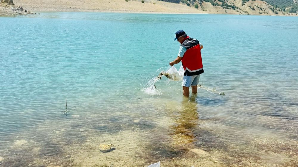 Korkuteli'nde 60 bin sazan balığı doğaya bırakıldı