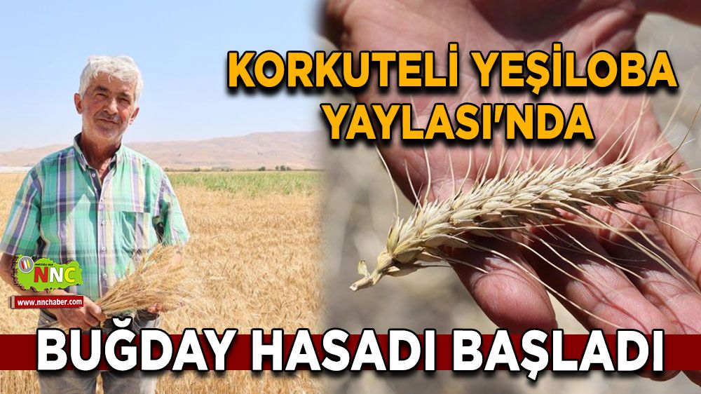 Korkuteli Yeşiloba Yaylası'nda hibe tohumların buğday hasadı başladı