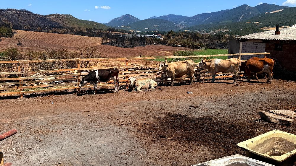 Köy sakininin ahırı belediye çalışanları tarafından yeniden inşa edildi