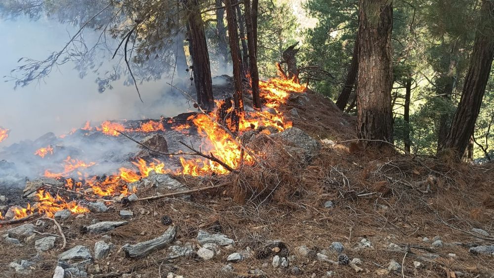 Kozan'da ormanlık alanda yangın çıktı