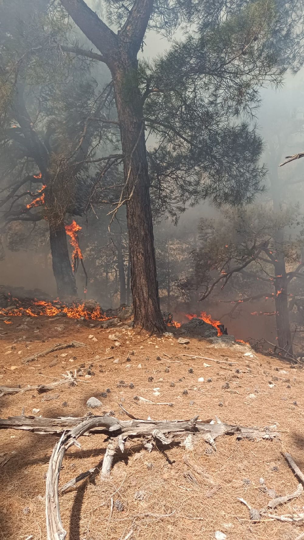 Kozan'da ormanlık alanda yangın çıktı