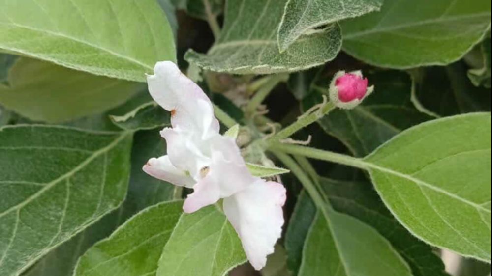 Kulu'da elma ağacı çiçek açtı