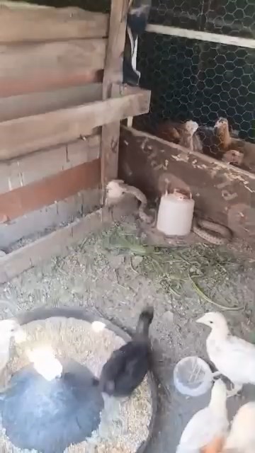 Kümese giren yılan civcivi telef etti