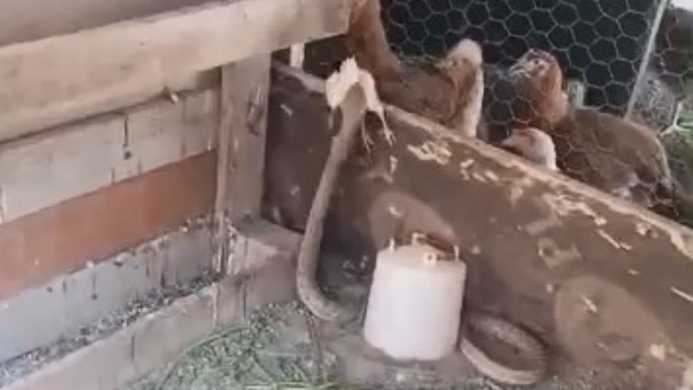 Kümese giren yılan civcivi telef etti