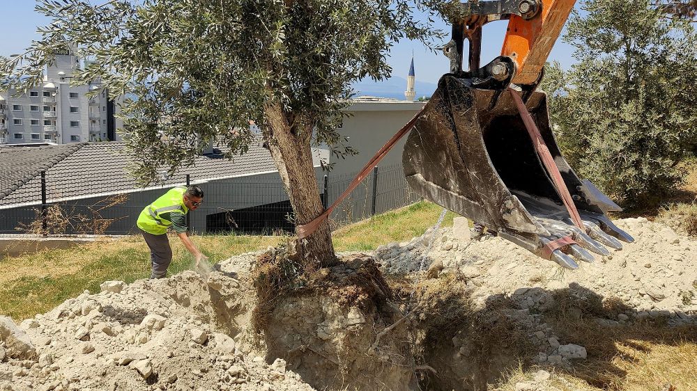 Kuşadası Belediyesi zeytin ağaçlarını yaşatıyor