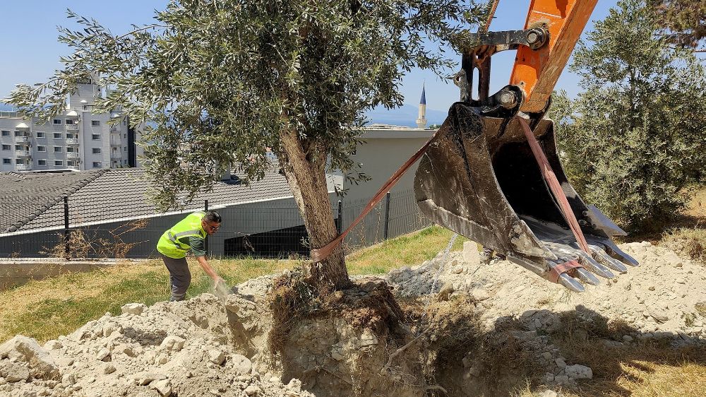 Kuşadası Belediyesi zeytin ağaçlarını yaşatıyor
