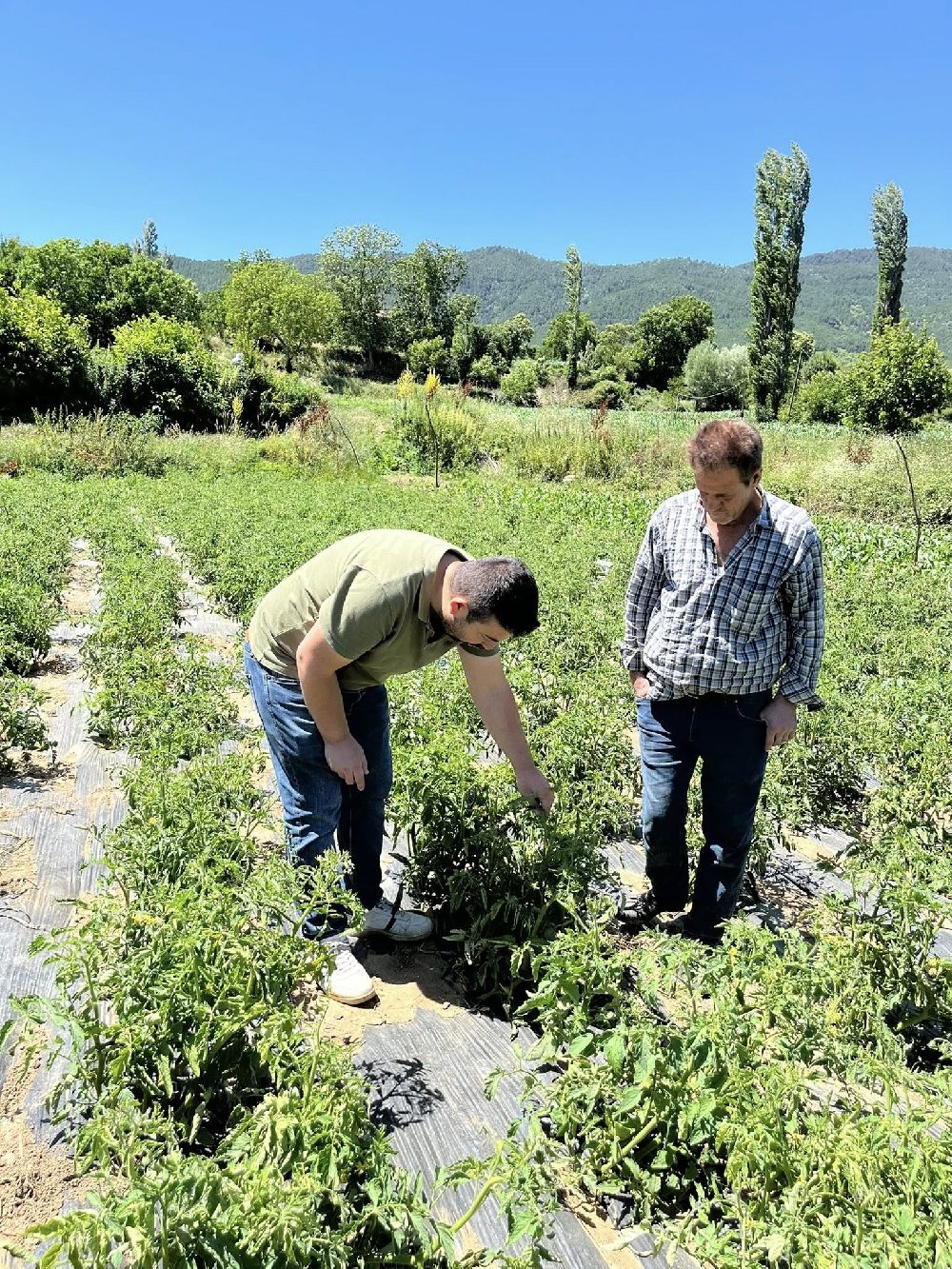 Kuyucak Tarım Müdürlüğü'nden üreticiye zararlı uyarısı