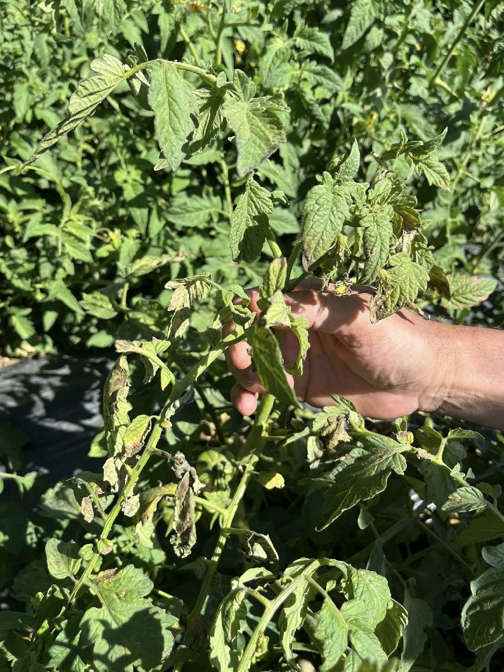 Kuyucak Tarım Müdürlüğü'nden üreticiye zararlı uyarısı
