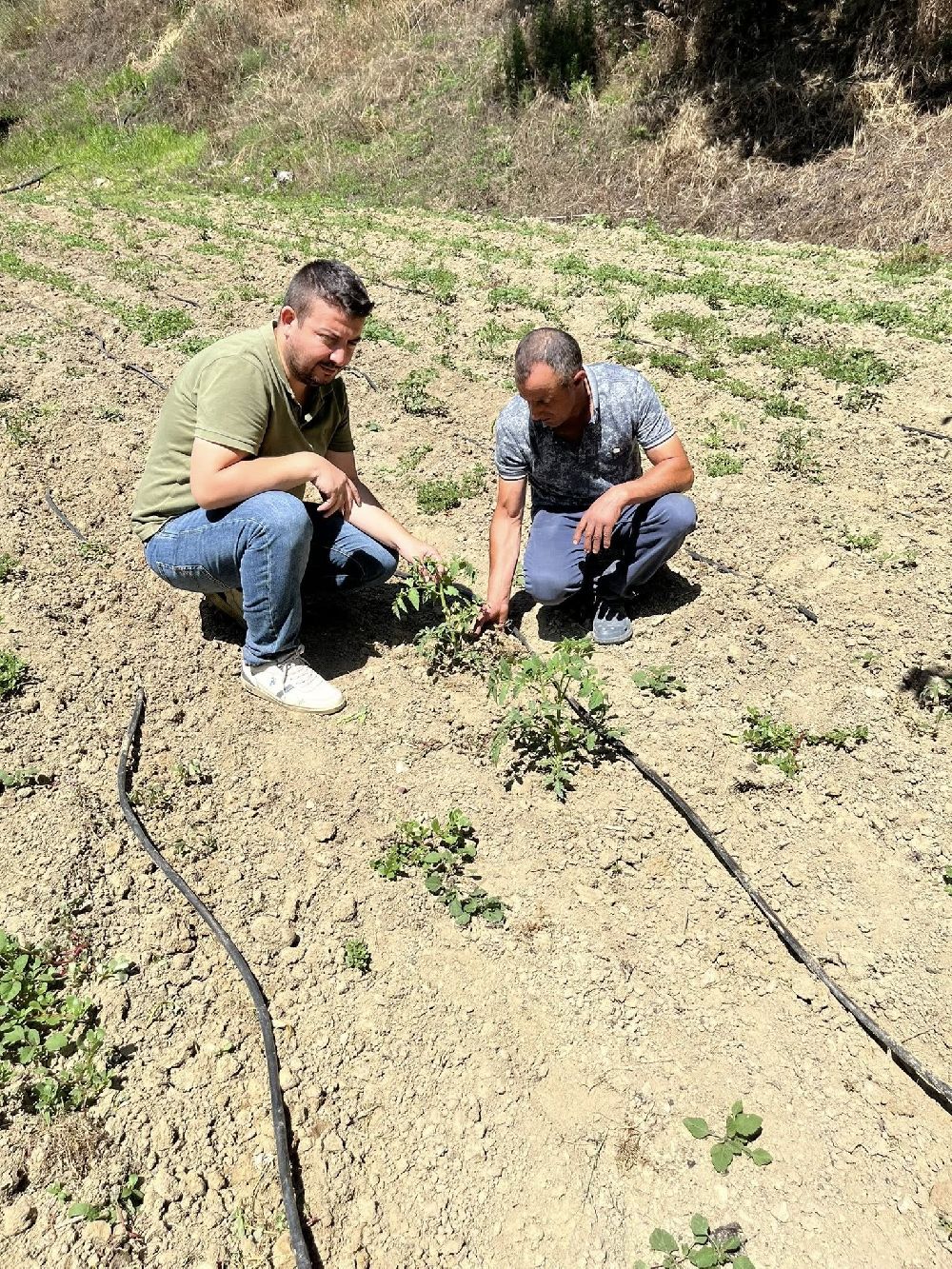 Kuyucak Tarım Müdürlüğü'nden üreticiye zararlı uyarısı