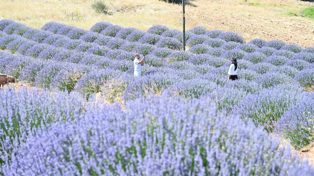  Lavanta Kokulu Köy Kuyucak'ta mor şölen sakin geçiyor