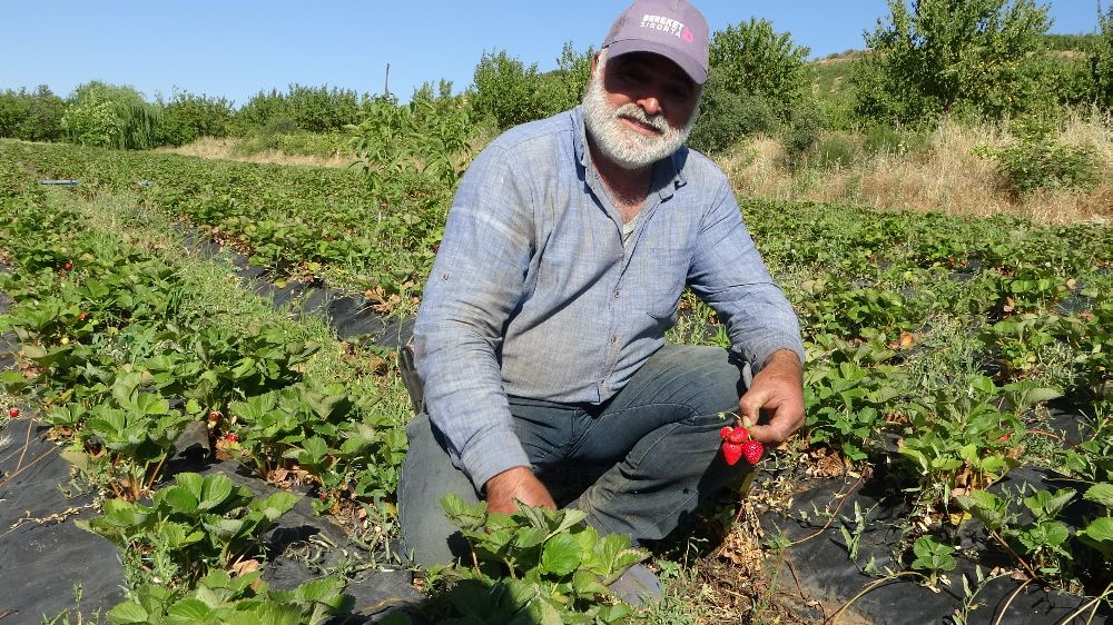 Malatya'da çilek hasadı yüzleri güldürüyor