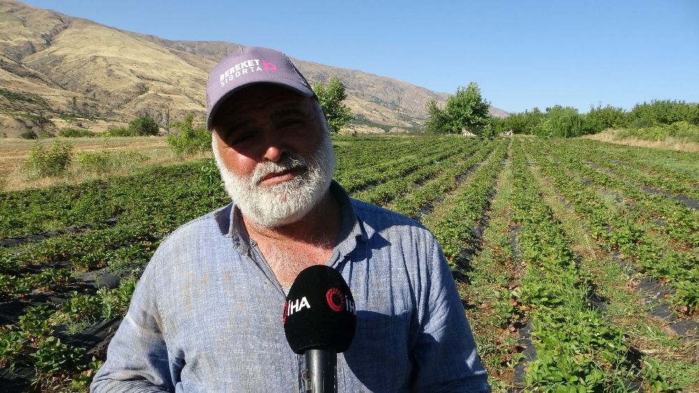 Malatya'da çilek hasadı yüzleri güldürüyor