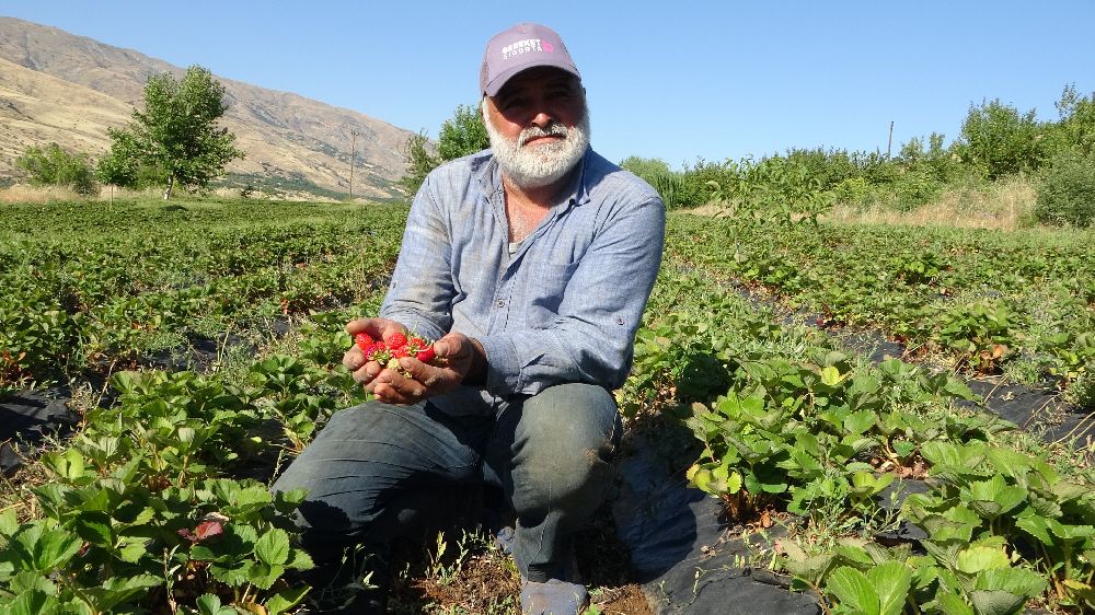 Malatya'da çilek hasadı yüzleri güldürüyor