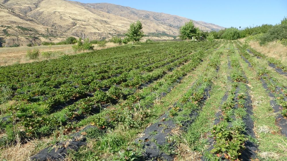 Malatya'da çilek hasadı yüzleri güldürüyor
