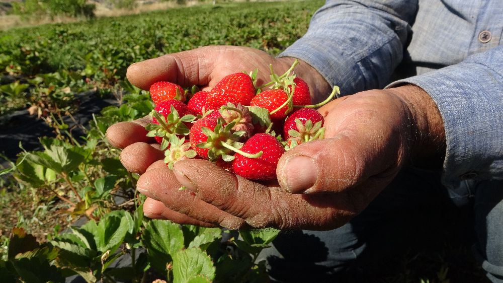 Malatya'da çilek hasadı yüzleri güldürüyor