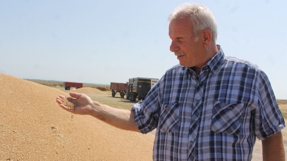 Manyas’ta hububat verimi üreticinin yüzünü güldürdü